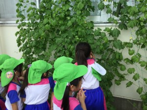 野菜収穫２